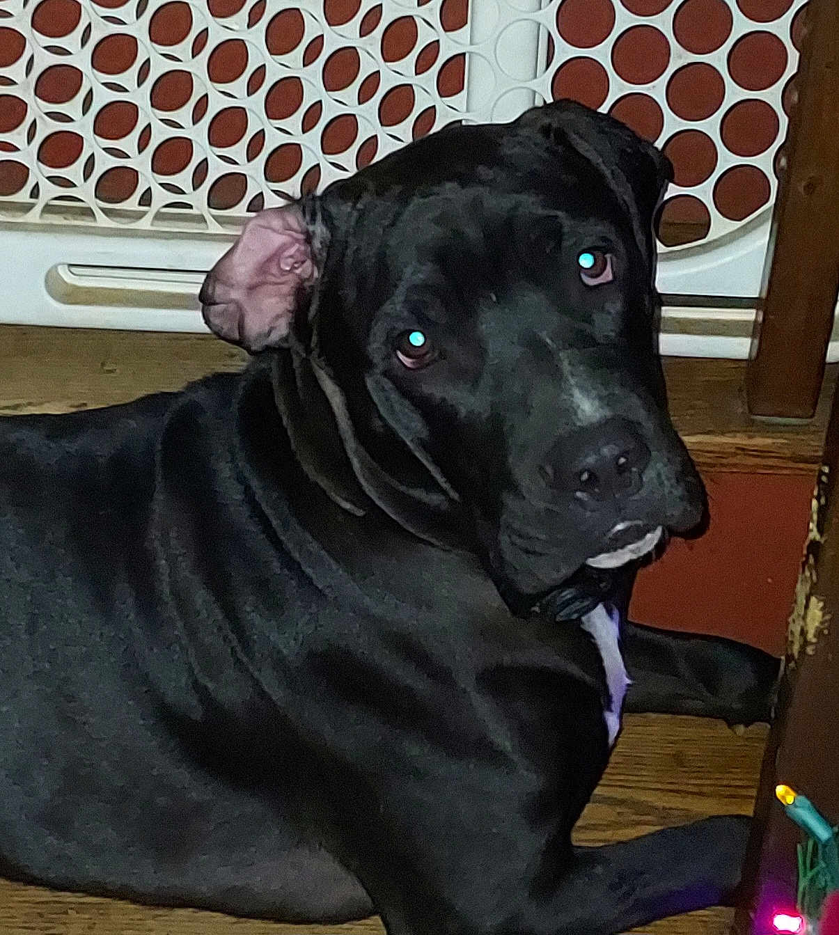 Brutus joined the competition — help win amazing prizes! dog, black_dog, pet, indoor, wooden_floor, baby_gate, furniture, ear_flopped, curious, lying_down, floor, animal, canine, closeup, portrait, household, domestic, holiday_lights, colorful_lights, background
