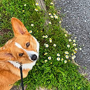 Winnie joined the competition — help win amazing prizes! animal, canine, closeup, corgi, cute, daisy, dog, ears, flower, fur, grass, greenery, leash, looking_up, nature, outdoor, pet, portrait, sidewalk, spring