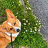 animal, canine, closeup, corgi, cute, daisy, dog, ears, flower, fur, grass, greenery, leash, looking_up, nature, outdoor, pet, portrait, sidewalk, spring