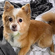 Sandi joined the competition — help win amazing prizes! dog, pet, fluffy, tan, white, bed, blanket, cozy, fur, ears, tail, animal, cute, indoor, collar, tag, lying_down, looking, small_dog, companion