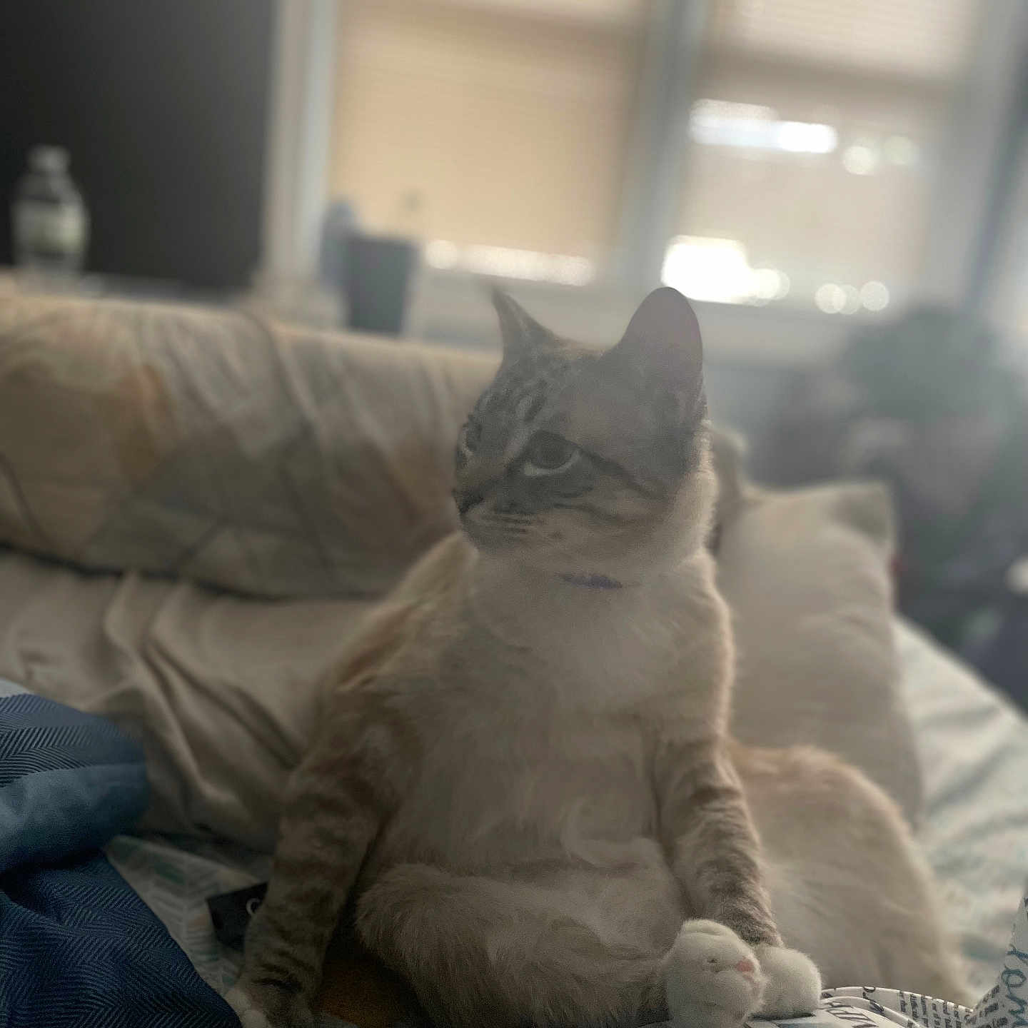 Wynter is registered to the contest to win money with this photo: animal, architecture, bed, bedroom, blanket, building, cat, couch, cushion, furniture, homedecor, indoors, kitten, linen, livingroom, manx, newspaper, pet, room, text