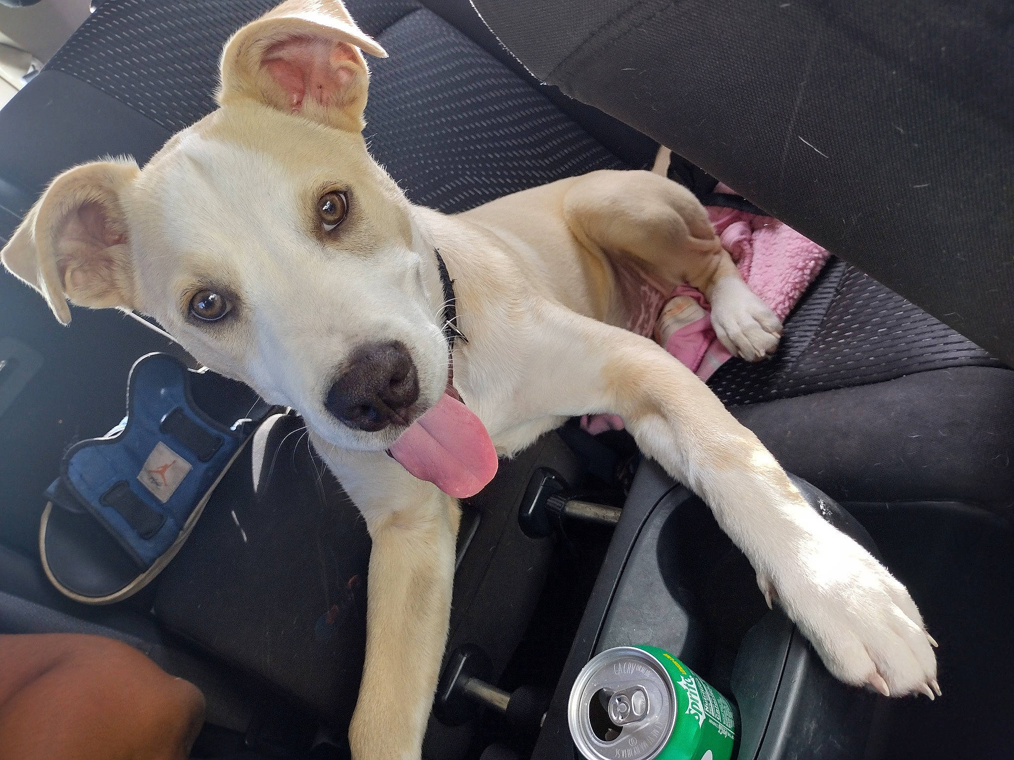 Crack is registered to the contest to win money with this photo: adventure, auto_part, canidae, car_seat, carnivore, collar, companion_dog, dog, dog_breed, dog_collar, dog_supply, fawn, guard_dog, non_sporting_group, paw, snout, sporting_group, vehicle, whiskers, working_animal