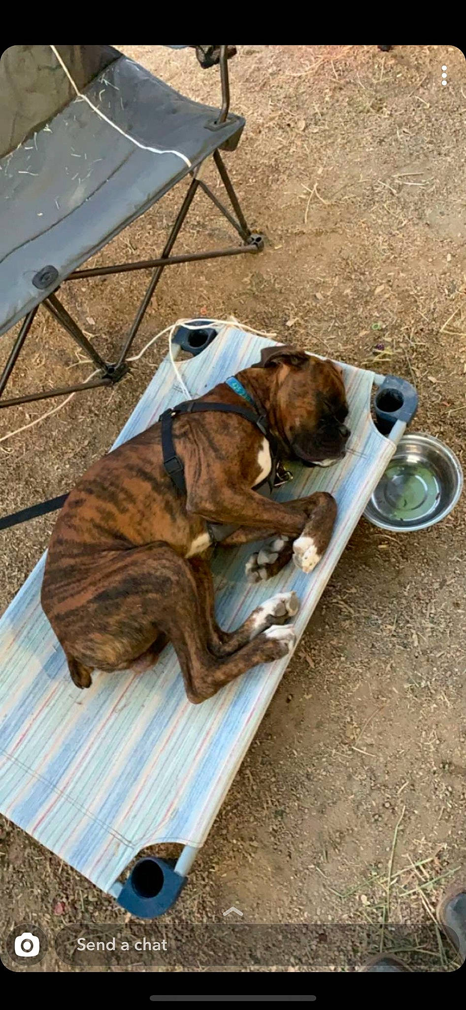 Diesel is registered to the contest to win money with this photo: boxer, canidae, carnivore, companion_dog, dog, dog_breed, fawn, non_sporting_group, old_english_bulldog, olde_english_bulldogge, sporting_group