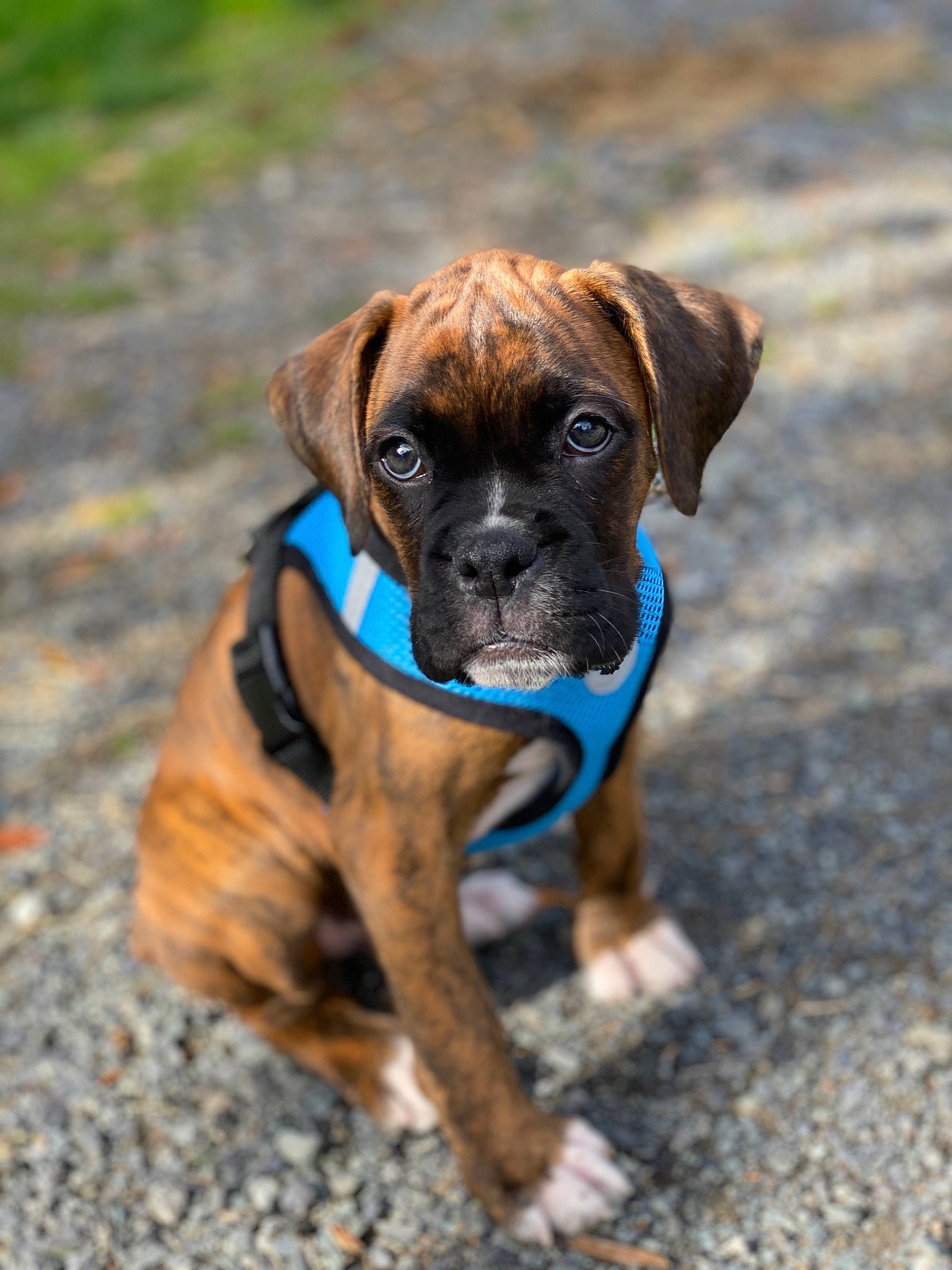 Diesel joined the competition — help win amazing prizes! boerboel, boxer, bullmastiff, canidae, carnivore, companion_dog, dog, dog_breed, english_mastiff, fawn, mammal, molosser, puppy, rare_breed_dog, snout, sporting_group, vertebrate, working_dog