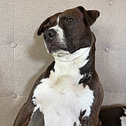 Roman is registered to the contest to win money with this photo: dog, pet, indoor, tufted_headboard, upholstery, brown_and_white, bicolor, short_hair, closeup, portrait, sitting, attentive, ears, snout, nose, eyes, chest, fur, couch, relaxed