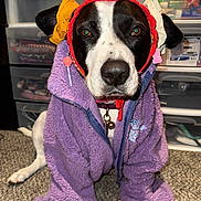 Princess is registered to the contest to win money with this photo: dog, pet, black_and_white, portrait, costume, hoodie, purple_jacket, headband, bow, earring, indoor, carpet, storage_drawers, collar, bell, snout, eyes, sitting, funny, accessories