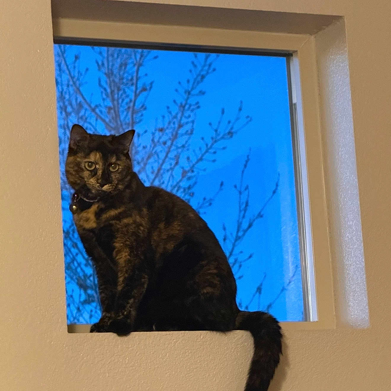 Luna joined the competition — help win amazing prizes! bell, cat, collar, cozy, domestic_cat, evening_sky, feline, indoor, judging, ledges, pet, portrait, silhouette, sitting, tail, tortoiseshell, tree_branches, whiskers, window, window_sill