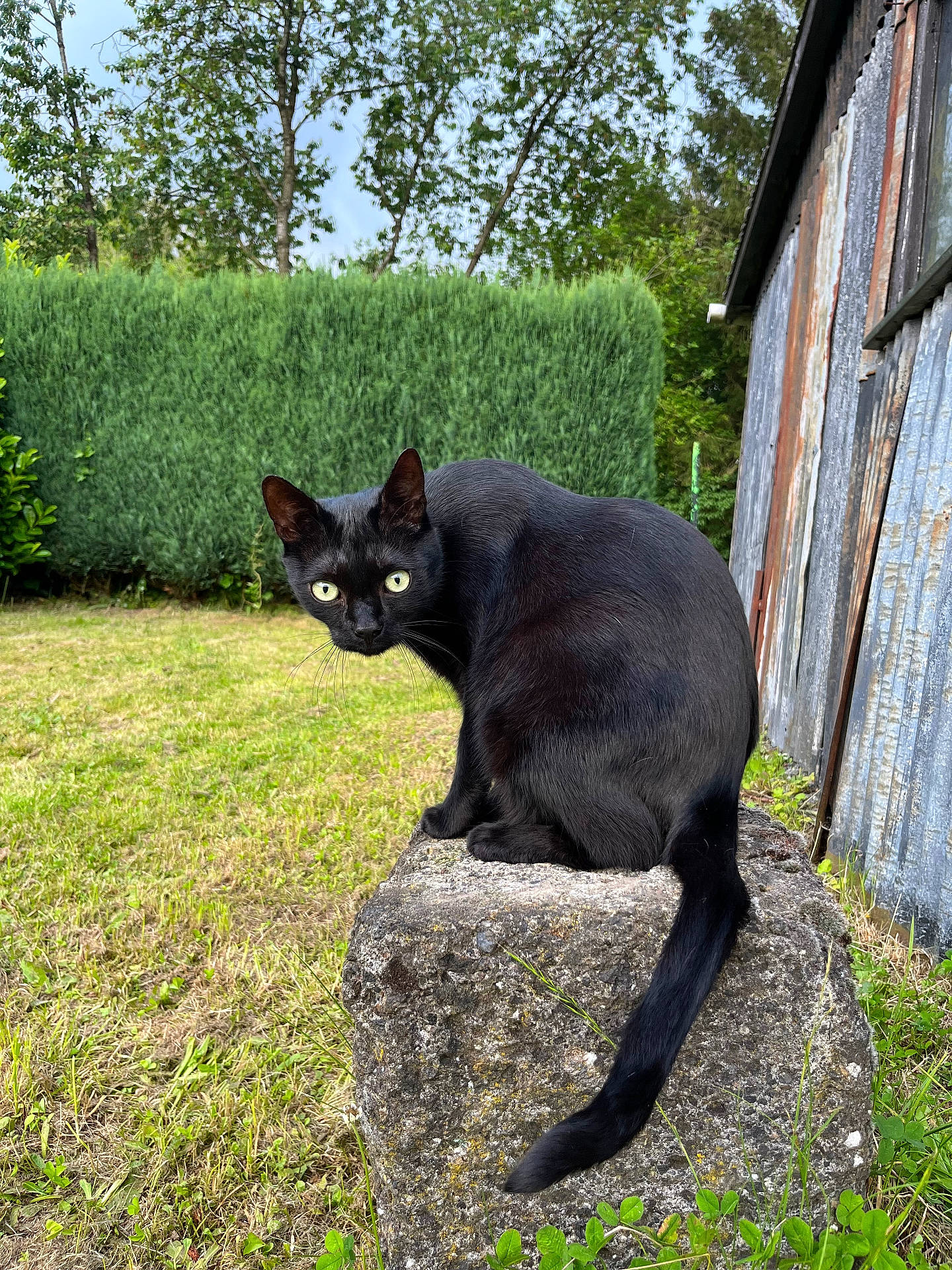 Sherlock a rejoint le concours — aidez-le/la à gagner de superbes lots ! abyssinian, animal, architecture, backyard, blackcat, building, cat, countryside, grass, manx, nature, outdoors, path, pet, plant, shelter, slate, walkway, wall, yard