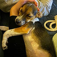 Viny participe au concours pour gagner de l'argent avec cette photo : animal, black, brown, close_up, comfort, companion, cozy, cute, dog, fur, hand, human, indoor, lap, pet, relaxation, rest, sleeping, warm, white