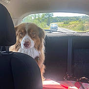 Ruby a rejoint le concours — aidez-le/la à gagner de superbes lots ! dog, car_interior, backseat, seatbelt, blanket, sunlight, window, road, vehicle, trees, nature, leash, fur, pet, animal, calm, daytime, travel, transport, outdoor