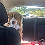 dog, car_interior, backseat, seatbelt, blanket, sunlight, window, road, vehicle, trees, nature, leash, fur, pet, animal, calm, daytime, travel, transport, outdoor