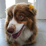Ruby participe au concours pour gagner de l'argent avec cette photo : animal, brown, canine, close_up, cute, dog, ears, eyes, floor, flower, fur, happy, indoor, laying_down, nose, pet, portrait, tile, tongue_out, white