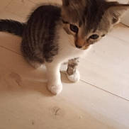 Risotto a rejoint le concours — aidez-le/la à gagner de superbes lots ! abyssinian, angora, animal, cat, egyptiancat, face, head, indoors, interiordesign, kitten, manx, person, pet, siamese