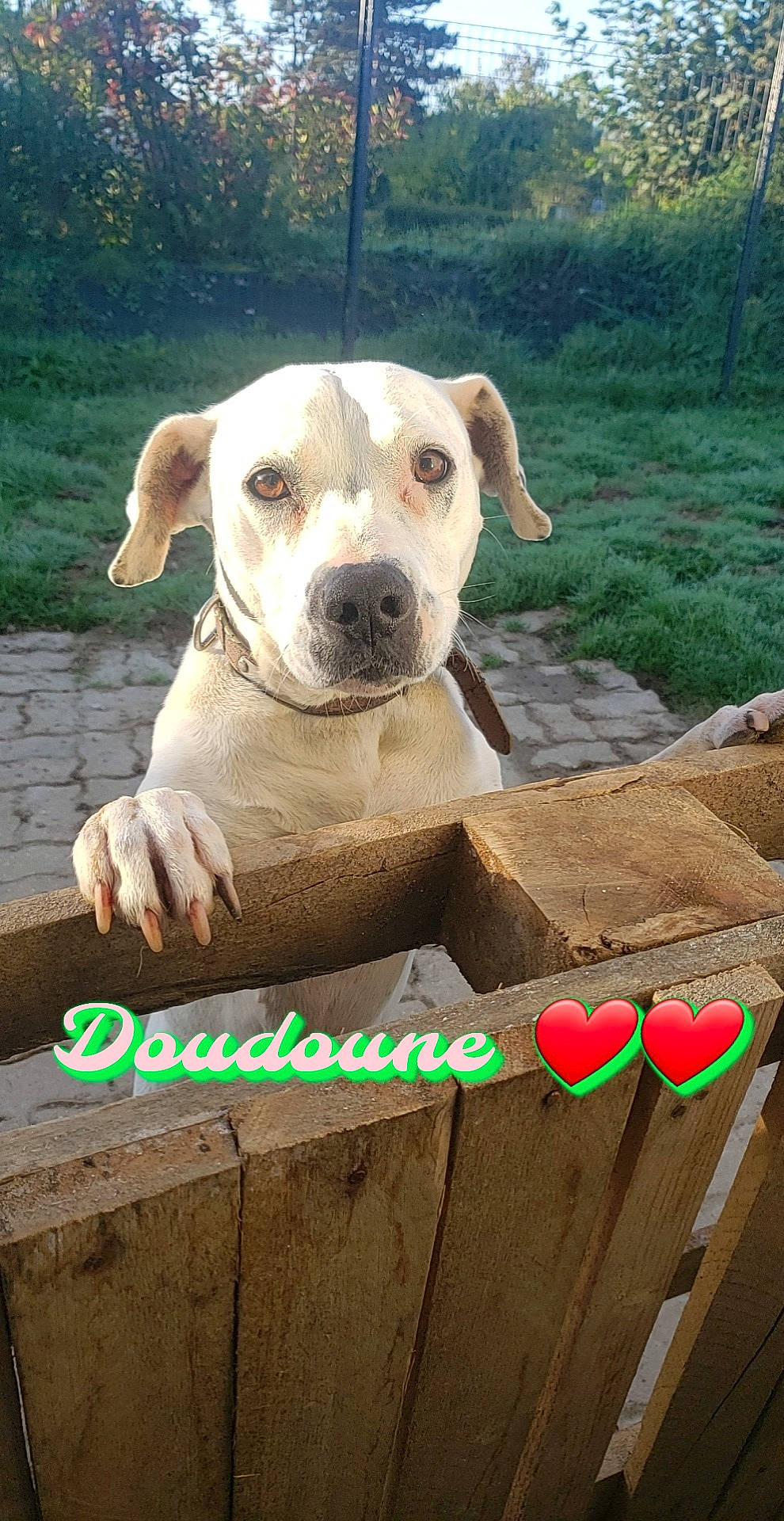 Alaska a rejoint le concours — aidez-le/la à gagner de superbes lots ! canidae, carnivore, companion_dog, dog, dog_breed, dog_collar, dog_supply, fawn, grass, hunting_dog, landscape, non_sporting_group, pet_supply, snout, soil, sporting_group, wood, working_animal