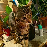 Tigrou a rejoint le concours — aidez-le/la à gagner de superbes lots ! american_shorthair, asian, bengal, california_spangled, carnivore, cat, domestic_short_haired_cat, dragon_li, european_shorthair, felidae, mammal, ocicat, pixie_bob, plant, small_to_medium_sized_cats, sokoke, tabby_cat, toyger, tree, whiskers