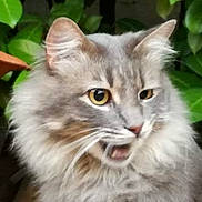 Stanley a rejoint le concours — aidez-le/la à gagner de superbes lots ! aegean_cat, american_curl, asian, asian_semi_longhair, british_semi_longhair, carnivore, cat, domestic_long_haired_cat, european_shorthair, eye, felidae, iris, maine_coon, mammal, norwegian_forest_cat, ragamuffin, siberian, small_to_medium_sized_cats, vertebrate, whiskers