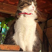 Stella participe au concours pour gagner de l'argent avec cette photo : aegean_cat, carnivore, cat, domestic_long_haired_cat, domestic_short_haired_cat, european_shorthair, felidae, kitten, norwegian_forest_cat, polydactyl_cat, ragamuffin, siberian, small_to_medium_sized_cats, tail, whiskers