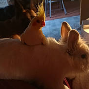 Christ a rejoint le concours — aidez-le/la à gagner de superbes lots ! domestic_rabbit, ear, fawn, fur, hand, mouth, nose, rabbit, rabbits_and_hares, skin, snout, whiskers