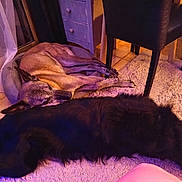 Siyah a rejoint le concours — aidez-le/la à gagner de superbes lots ! dog, sleeping, indoor, carpet, dog_bed, furniture, purple_lighting, pet, resting, floor, cozy, relaxation, animal, canine, domestic, home, quiet, companion, two_dogs, soft_light