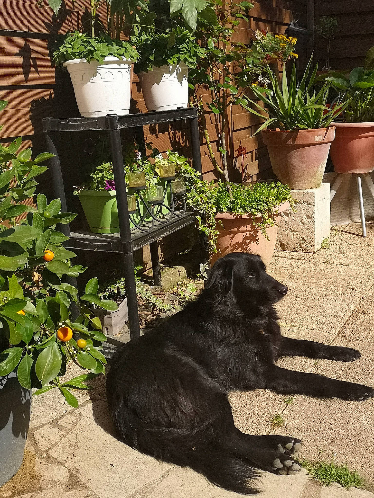 Siyah participe au concours pour gagner de l'argent avec cette photo : annual_plant, canidae, carnivore, chair, companion_dog, dog, dog_breed, flower, flowerpot, garden, grass, green, houseplant, landscape, outdoor_furniture, plant, shrub, table, tail, tints_and_shades