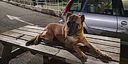 Shadow a rejoint le concours — aidez-le/la à gagner de superbes lots ! dog, picnic_table, night, car, street, asphalt, outdoor, animal, pet, wood, parked_vehicle, fence, road_marking, collar, canine, quiet, shadow, suburban, relaxing, evening