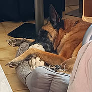 Shadow participe au concours pour gagner de l'argent avec cette photo : dog, bed, toy, rope_toy, floor, tile_floor, relaxing, indoor, pet, canine, brown_fur, black_fur, sleeping, paw, resting, furniture, home, domestic_animal, cozy, calm