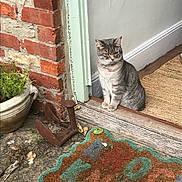 Tolouse is registered to the contest to win money with this photo: cat, gray_tabby, doorway, brick_wall, welcome_mat, plant_pot, rustic, outdoor, pet, animal, feline, door_frame, wood_floor, curb, green_paint, expression, sitting, quiet, home_entrance, nature