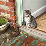 cat, gray_tabby, doorway, brick_wall, welcome_mat, plant_pot, rustic, outdoor, pet, animal, feline, door_frame, wood_floor, curb, green_paint, expression, sitting, quiet, home_entrance, nature
