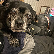 Jake is registered to the contest to win money with this photo: animal, backpack, bed, black_dog, blanket, canine, closeup, comfortable, dog, domestic_animal, fur, indoor, looking, patterned_wall, paw, pet, relaxed, resting, room, wall