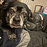 Jake is registered to the contest to win money with this photo: animal, backpack, bed, black_dog, blanket, canine, closeup, comfortable, dog, domestic_animal, fur, indoor, looking, patterned_wall, paw, pet, relaxed, resting, room, wall