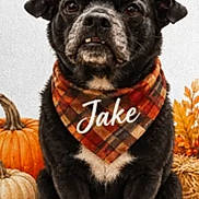 Jake joined the competition — help win amazing prizes! animal, autumn, bandana, black_dog, brown_eyes, couch, decorative_setup, dog, fall, front_facing, indoor, leaves, pet, photograph, plaid, portrait, pumpkins, seasonal, serious_expression, sitting
