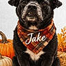 animal, autumn, bandana, black_dog, brown_eyes, couch, decorative_setup, dog, fall, front_facing, indoor, leaves, pet, photograph, plaid, portrait, pumpkins, seasonal, serious_expression, sitting