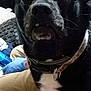 Jake is registered to the contest to win money with this photo: dog, black_dog, pet, close_up, indoor, plaid_blanket, person, pants, gloves, white_patch, collar, face, animal, canine, furniture, home, couch, sitting, portrait, indoors