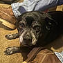 Jake joined the competition — help win amazing prizes! dog, black_dog, gray_fur, carpet, boots, brown_boots, jeans, blue_jeans, pet, animal, indoor, floor, closeup, looking_up, paw, fur, canine, domestic_animal, resting, household