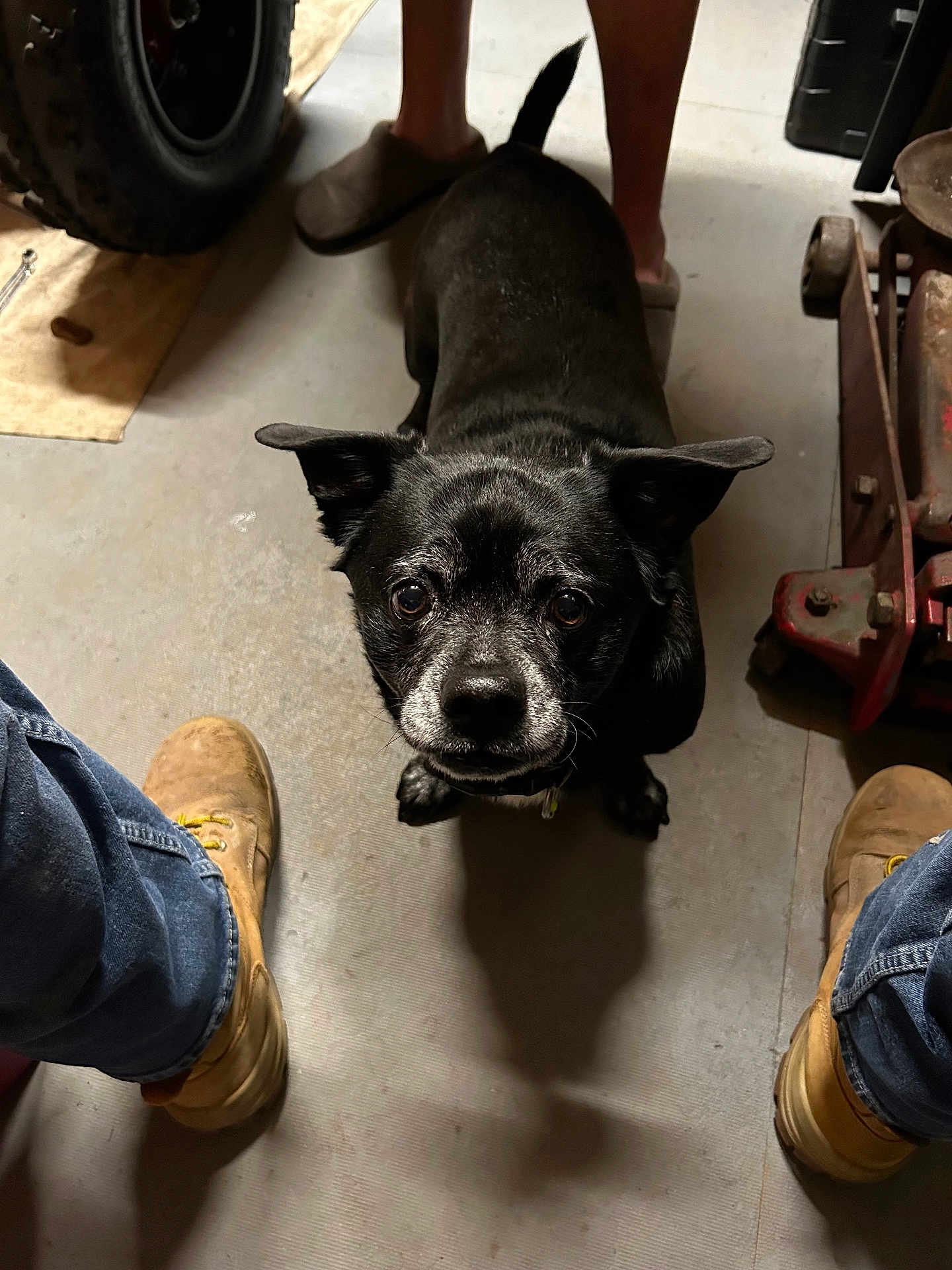 Jake is registered to the contest to win money with this photo: dog, black_dog, pet, indoors, floor, boots, jeans, person, legs, tire, workshop, garage, tool, curious, looking_up, shadow, concrete_floor, slippers, metal, rusty