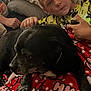 boy, dog, black_dog, blanket, red_blanket, polka_dots, cartoon_print, couch, pillows, indoor, relaxed, petting, child, casual, home, comfort, resting, portrait, person, animal