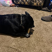 Jake is registered to the contest to win money with this photo: dog, bone, carpet, indoor, couch, patterned_furniture, slippers, bag, floor, pet, chewing, black_dog, paw, collar, living_room, home, furniture, casual, comfort, domestic