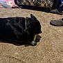 dog, bone, carpet, indoor, couch, patterned_furniture, slippers, bag, floor, pet, chewing, black_dog, paw, collar, living_room, home, furniture, casual, comfort, domestic