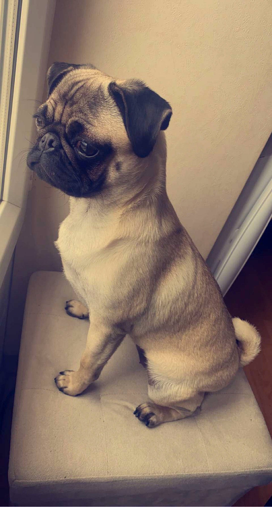 Maya participe au concours pour gagner de l'argent avec cette photo : canidae, carnivore, companion_dog, dog, dog_breed, fawn, non_sporting_group, pug, snout, sporting_group, toy_dog, whiskers, working_animal, wrinkle