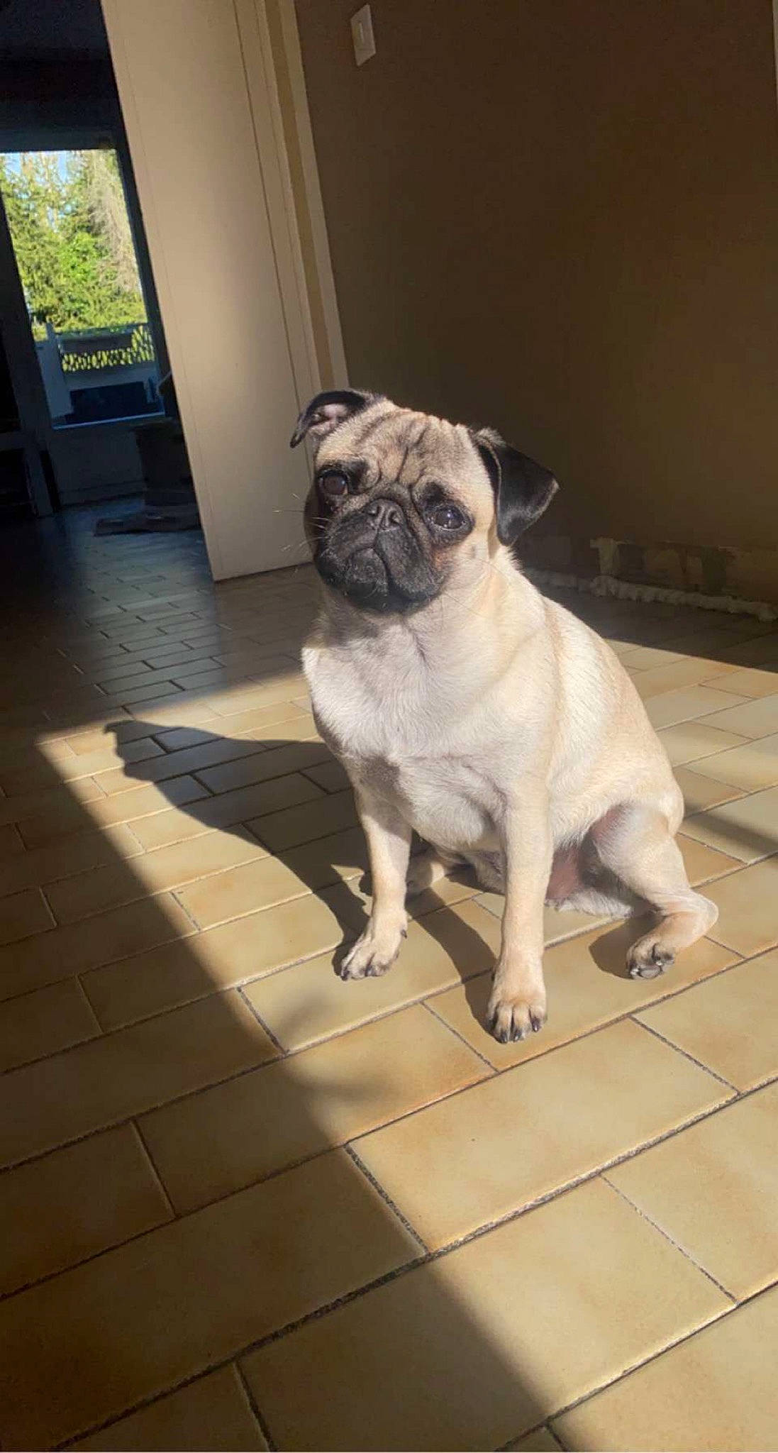 Maya a rejoint le concours — aidez-le/la à gagner de superbes lots ! canidae, carnivore, companion_dog, dog, dog_breed, door, fawn, floor, flooring, hardwood, plant, pug, snout, sporting_group, toy_dog, whiskers, window, wood, working_animal, wrinkle