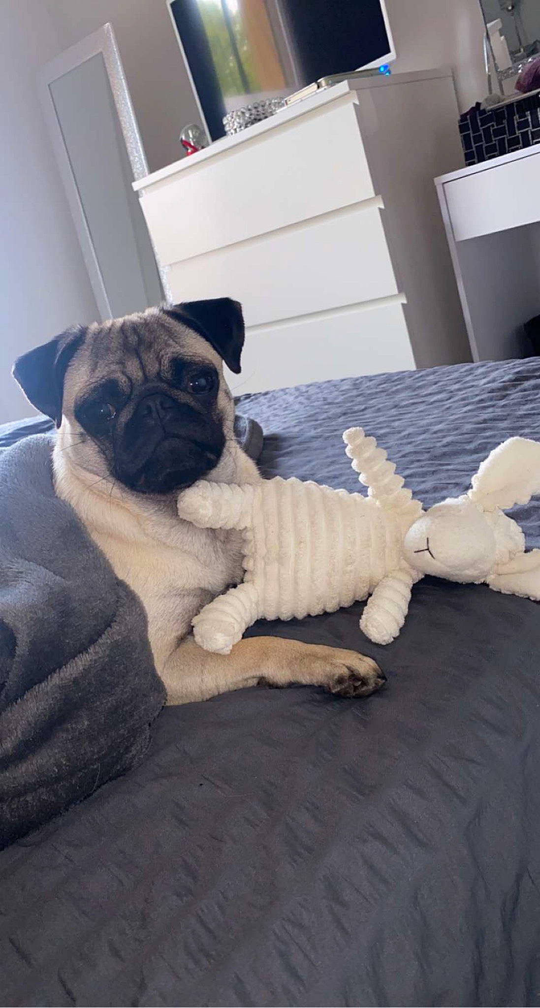 Maya a rejoint le concours — aidez-le/la à gagner de superbes lots ! carnivore, comfort, companion_dog, dog, dog_breed, dog_supply, fawn, flooring, fur, grey, linens, pug, snout, tail, toy, toy_dog, vertebrate, wood, working_animal, wrinkle