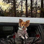 Cowgirl joined the competition — help win amazing prizes! dog, small_dog, window, car, suv, pine_trees, sunset, sky, jacket, collar, paws, portrait, pet, fur, ears, looking_at_camera, cozy_clothing, reflection, outdoor, dusk