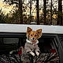 dog, small_dog, window, car, suv, pine_trees, sunset, sky, jacket, collar, paws, portrait, pet, fur, ears, looking_at_camera, cozy_clothing, reflection, outdoor, dusk