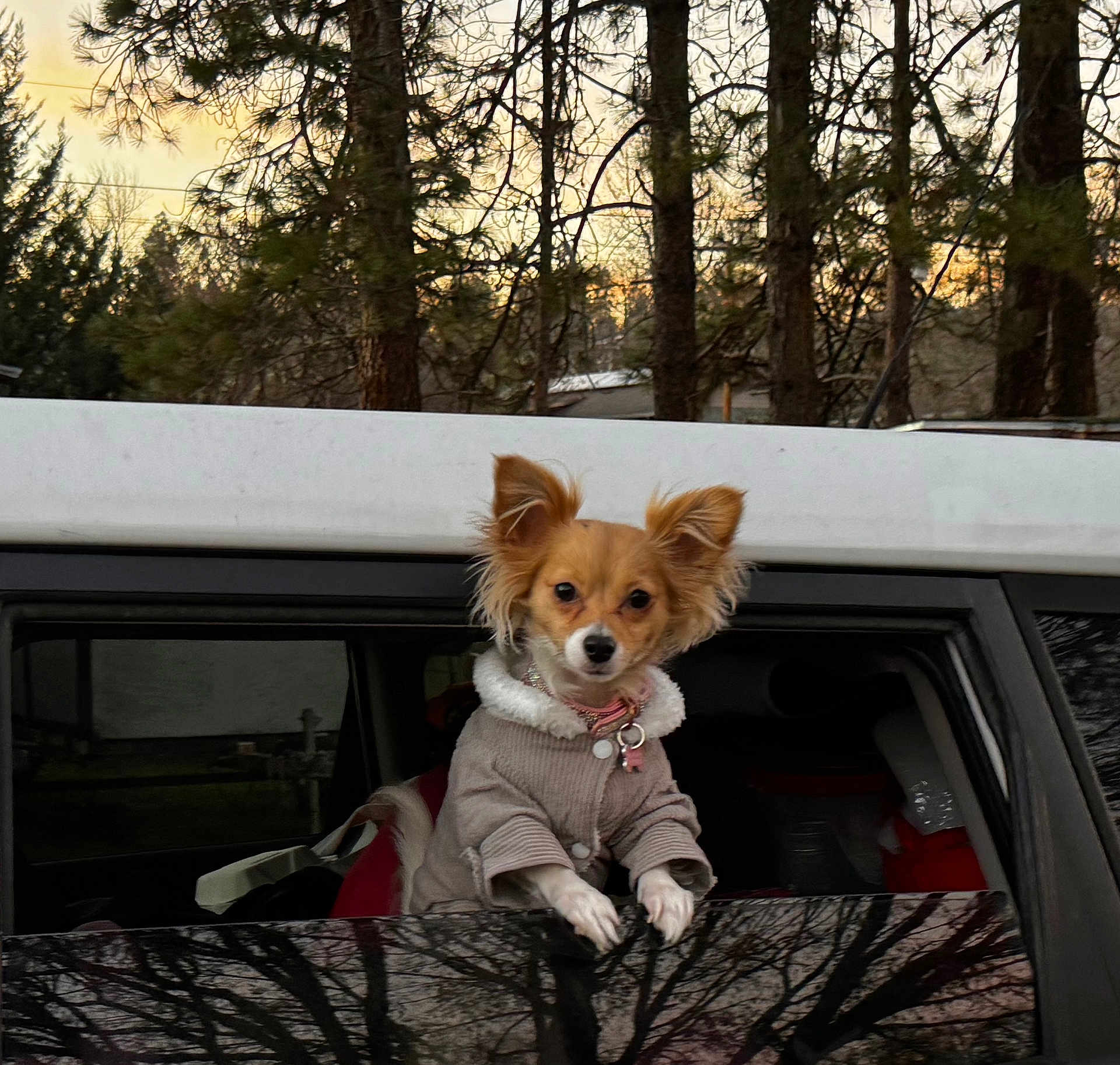 Cowgirl joined the competition — help win amazing prizes! dog, small_dog, window, car, suv, pine_trees, sunset, sky, jacket, collar, paws, portrait, pet, fur, ears, looking_at_camera, cozy_clothing, reflection, outdoor, dusk