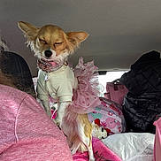 Cowgirl joined the competition — help win amazing prizes! backseat, blanket, car_interior, chihuahua, closed_eyes, collar, dog, dress, fur, jacket, luggage, partial_person, pet, pillow, pink_tutu, plush_toy, puppy, small_dog, stuffed_animal, travel