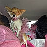 backseat, blanket, car_interior, chihuahua, closed_eyes, collar, dog, dress, fur, jacket, luggage, partial_person, pet, pillow, pink_tutu, plush_toy, puppy, small_dog, stuffed_animal, travel