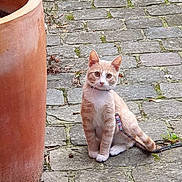 Ramsès a rejoint le concours — aidez-le/la à gagner de superbes lots ! cat, ginger_cat, white_cat, leash, cobblestone, terracotta_pot, outdoor, pet, animal, curious, sitting, pathway, stone, fur, whiskers, ears, collar, nature, plant, ground