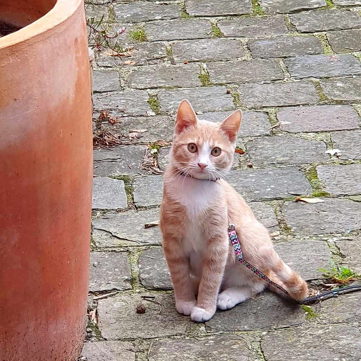 Ramsès a rejoint le concours — aidez-le/la à gagner de superbes lots ! animal, cat, cobblestone, collar, curious, ears, fur, ginger_cat, ground, leash, nature, outdoor, pathway, pet, plant, sitting, stone, terracotta_pot, whiskers, white_cat