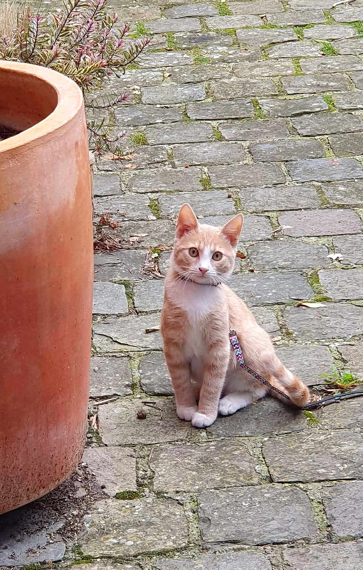 Ramsès a rejoint le concours — aidez-le/la à gagner de superbes lots ! cat, ginger_cat, white_cat, leash, cobblestone, terracotta_pot, outdoor, pet, animal, curious, sitting, pathway, stone, fur, whiskers, ears, collar, nature, plant, ground