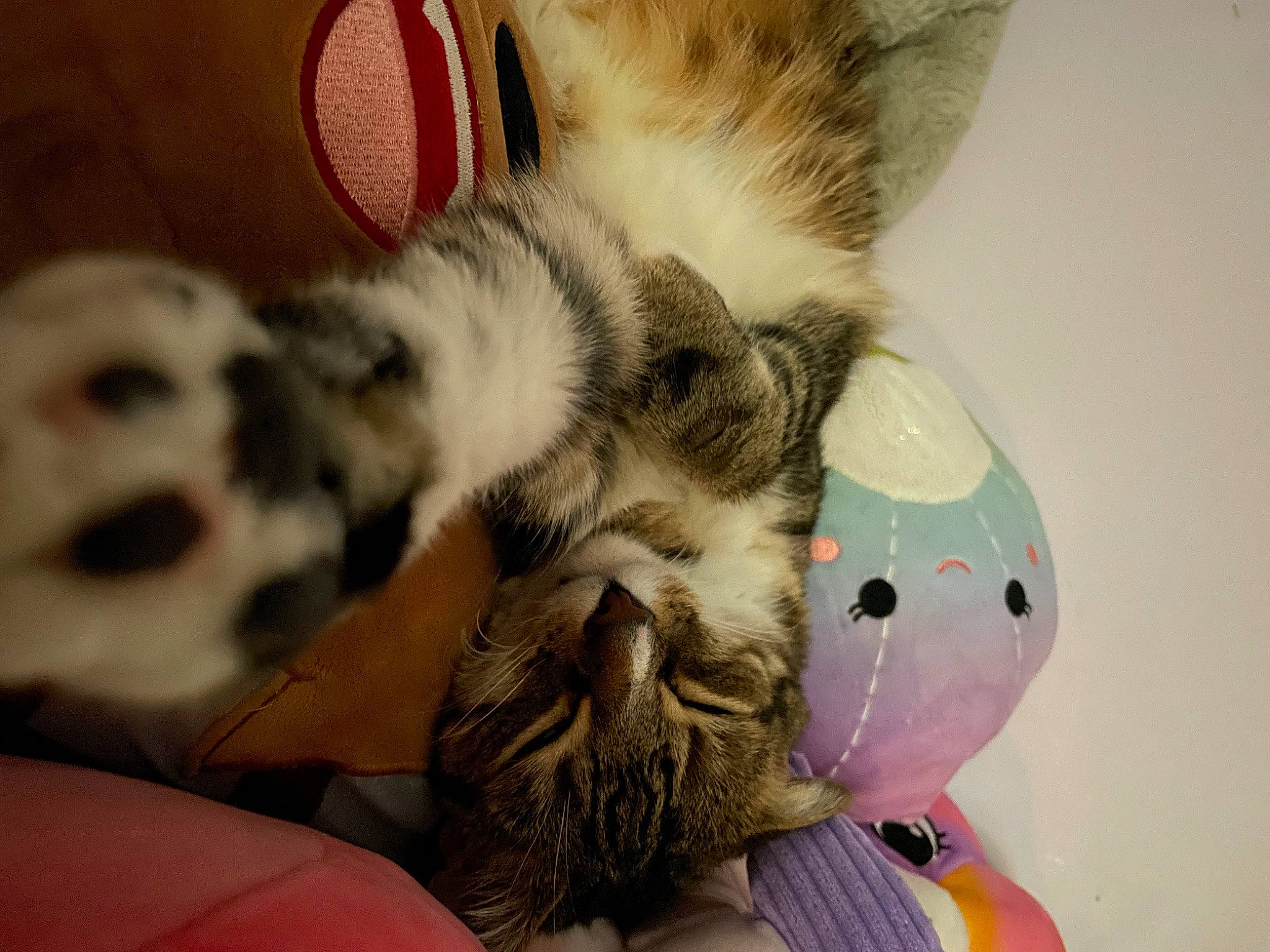 Juliet joined the competition — help win amazing prizes! bed, carnivore, cat, claw, comfort, domestic_short_haired_cat, ear, fawn, felidae, foot, fur, gesture, mammal, nose, paw, small_to_medium_sized_cats, snout, tail, toy, whiskers